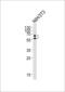 Dihydropyrimidinase Like 2 antibody, LS-B3616, Lifespan Biosciences, Western Blot image 