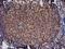 Nucleotide Binding Protein Like antibody, NBP2-01360, Novus Biologicals, Immunohistochemistry paraffin image 