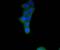 Fibroblast Growth Factor Receptor 1 antibody, NBP2-67794, Novus Biologicals, Immunofluorescence image 