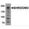 Protein Shroom3 antibody, MBS153584, MyBioSource, Western Blot image 