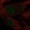 Krueppel-like factor 2 antibody, PA5-63223, Invitrogen Antibodies, Immunofluorescence image 