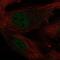 Krueppel-like factor 2 antibody, PA5-63223, Invitrogen Antibodies, Immunofluorescence image 