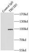 TBC1 Domain Family Member 5 antibody, FNab08515, FineTest, Immunoprecipitation image 