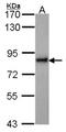 Kinesin-like protein KIFC3 antibody, NBP2-17058, Novus Biologicals, Western Blot image 