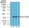 G Protein-Coupled Bile Acid Receptor 1 antibody, TA336959, Origene, Western Blot image 