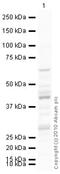 Elastin antibody, ab21610, Abcam, Western Blot image 