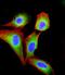 Eukaryotic Translation Initiation Factor 2B Subunit Gamma antibody, M08134, Boster Biological Technology, Immunofluorescence image 