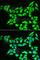 Kallikrein Related Peptidase 10 antibody, A6398, ABclonal Technology, Immunofluorescence image 
