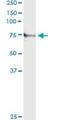 TN-X antibody, H00007148-M01, Novus Biologicals, Immunoprecipitation image 