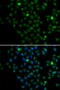 LIM Domain Only 4 antibody, 22-823, ProSci, Immunofluorescence image 