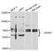 F-Box And WD Repeat Domain Containing 7 antibody, abx006803, Abbexa, Western Blot image 