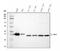 DIA1 antibody, A03487-4, Boster Biological Technology, Western Blot image 