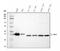 Cytochrome B5 Reductase 3 antibody, A03487-4, Boster Biological Technology, Western Blot image 