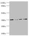 NSF Attachment Protein Gamma antibody, LS-C676117, Lifespan Biosciences, Western Blot image 