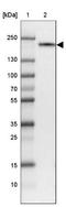 Mannose Receptor C-Type 1 antibody, NBP2-33439, Novus Biologicals, Western Blot image 