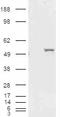 Aldehyde Dehydrogenase 1 Family Member A1 antibody, LS-B2497, Lifespan Biosciences, Western Blot image 