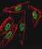 Myogenic Differentiation 1 antibody, LS-B9421, Lifespan Biosciences, Immunofluorescence image 