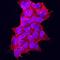 Growth Differentiation Factor 11 antibody, MAB19583, R&D Systems, Immunocytochemistry image 