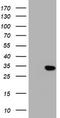 Kallikrein Related Peptidase 8 antibody, LS-C175626, Lifespan Biosciences, Western Blot image 