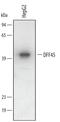 DNA Fragmentation Factor Subunit Alpha antibody, AF4679, R&D Systems, Western Blot image 