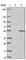 Centrosomal Protein 41 antibody, HPA024090, Atlas Antibodies, Western Blot image 