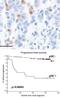 Interleukin 3 Receptor Subunit Alpha antibody, DDX0300P-100, Novus Biologicals, Immunohistochemistry paraffin image 