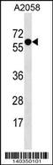 SYT4 antibody, 60-490, ProSci, Western Blot image 