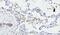 Triggering Receptor Expressed On Myeloid Cells 2 antibody, PA5-18763, Invitrogen Antibodies, Immunohistochemistry frozen image 