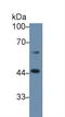 Transcortin antibody, LS-C298415, Lifespan Biosciences, Western Blot image 