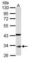 Cyclin Dependent Kinase 1 antibody, PA5-77900, Invitrogen Antibodies, Western Blot image 