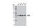 WD Repeat Domain 5 antibody, 13105S, Cell Signaling Technology, Western Blot image 