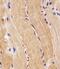 Proline Dehydrogenase 1 antibody, PA5-72540, Invitrogen Antibodies, Immunohistochemistry frozen image 