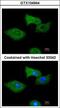 Regulator Of G Protein Signaling 2 antibody, GTX104944, GeneTex, Immunofluorescence image 