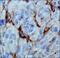 Egl-9 Family Hypoxia Inducible Factor 3 antibody, NBP1-30440, Novus Biologicals, Immunohistochemistry frozen image 
