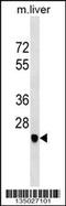 Sarcoglycan Delta antibody, 58-270, ProSci, Western Blot image 