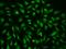 RB Transcriptional Corepressor Like 1 antibody, GTX02375, GeneTex, Immunofluorescence image 