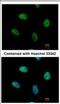 Nuclear Receptor Subfamily 4 Group A Member 1 antibody, NBP2-19613, Novus Biologicals, Immunocytochemistry image 