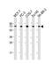Ubiquitin Specific Peptidase 2 antibody, M04288, Boster Biological Technology, Western Blot image 