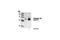 Linker For Activation Of T Cells antibody, 3581S, Cell Signaling Technology, Western Blot image 