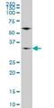 WD Repeat Domain 5 antibody, ab56919, Abcam, Western Blot image 