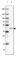 Reticulocalbin 2 antibody, HPA030695, Atlas Antibodies, Western Blot image 