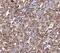 CAP-50 antibody, FNab00428, FineTest, Immunohistochemistry frozen image 