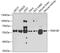 TERF2 Interacting Protein antibody, GTX33458, GeneTex, Western Blot image 