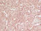 Follicle Stimulating Hormone Subunit Beta antibody, LS-C744514, Lifespan Biosciences, Immunohistochemistry frozen image 