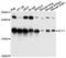 Mitochondrial Ribosomal Protein L58 antibody, A11590, ABclonal Technology, Western Blot image 