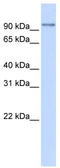 Pyridoxal Dependent Decarboxylase Domain Containing 1 antibody, TA333854, Origene, Western Blot image 