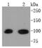 Signal Transducer And Activator Of Transcription 6 antibody, NBP2-67445, Novus Biologicals, Western Blot image 