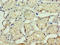 Zinc Ribbon Domain Containing 2 antibody, CSB-PA022722HA01HU, Cusabio, Immunohistochemistry paraffin image 