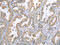 VAMP Associated Protein A antibody, CSB-PA575431, Cusabio, Immunohistochemistry paraffin image 
