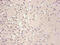 Ferritin Light Chain antibody, CSB-MA114091A0m, Cusabio, Immunocytochemistry image 